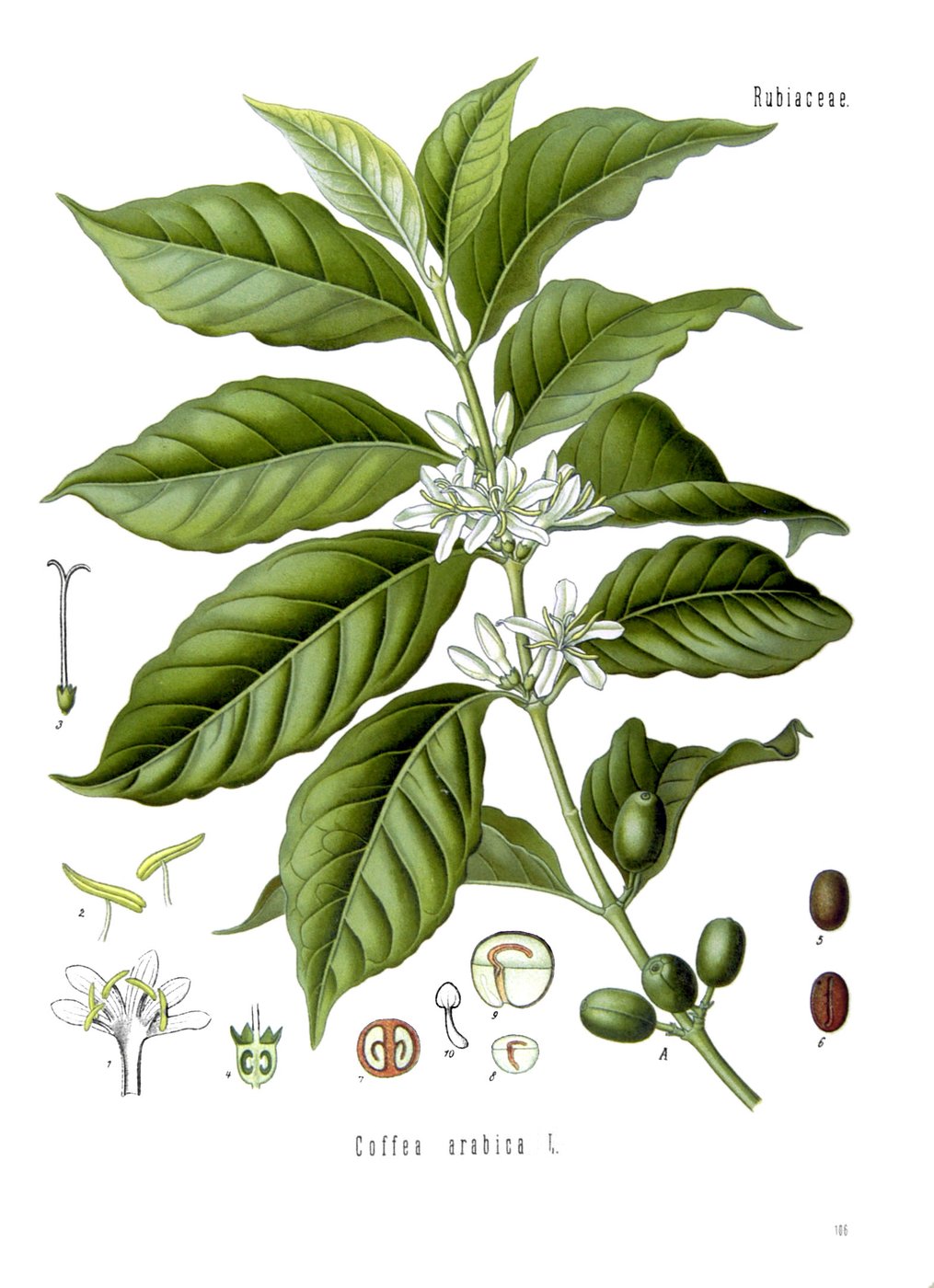 A botanical engraving of the coffee plant, Coffea arabica.